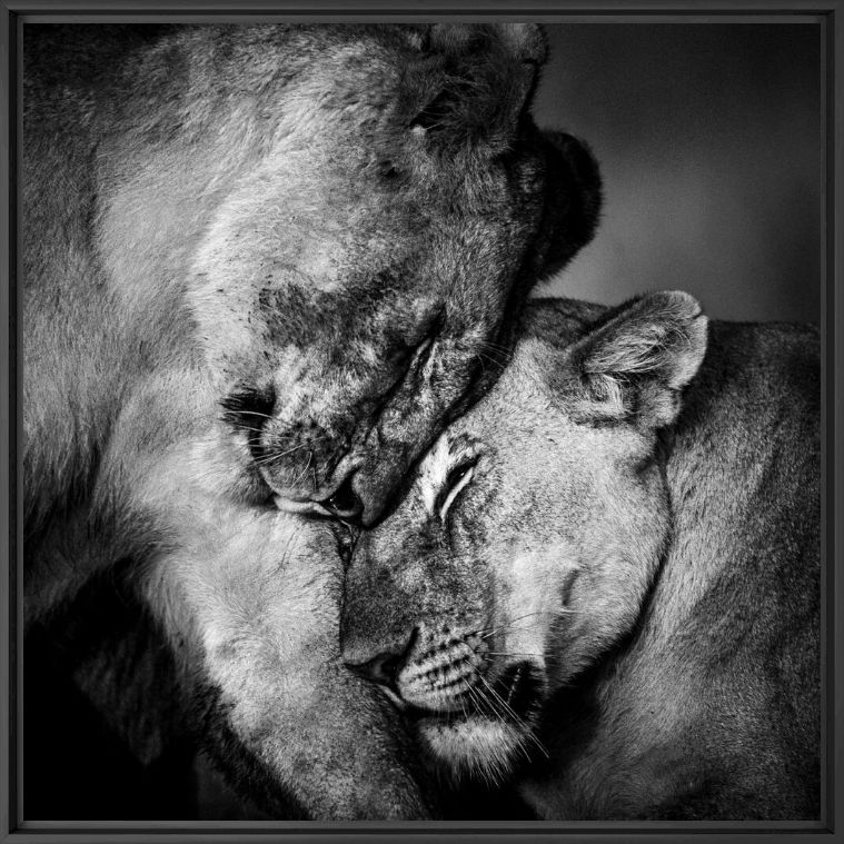 Fotografie HUGS BETWEEN TWO LIONESSES - LAURENT BAHEUX - Bildermalerei