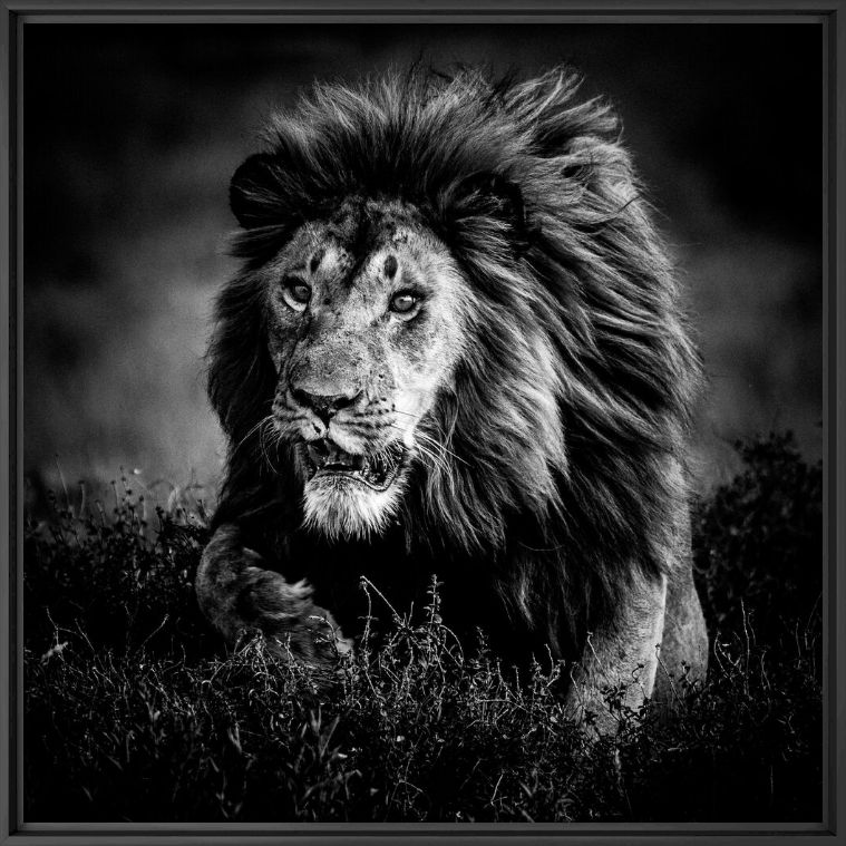 Fotografie Hunting lion, Tanzania 2015 - LAURENT BAHEUX - Bildermalerei