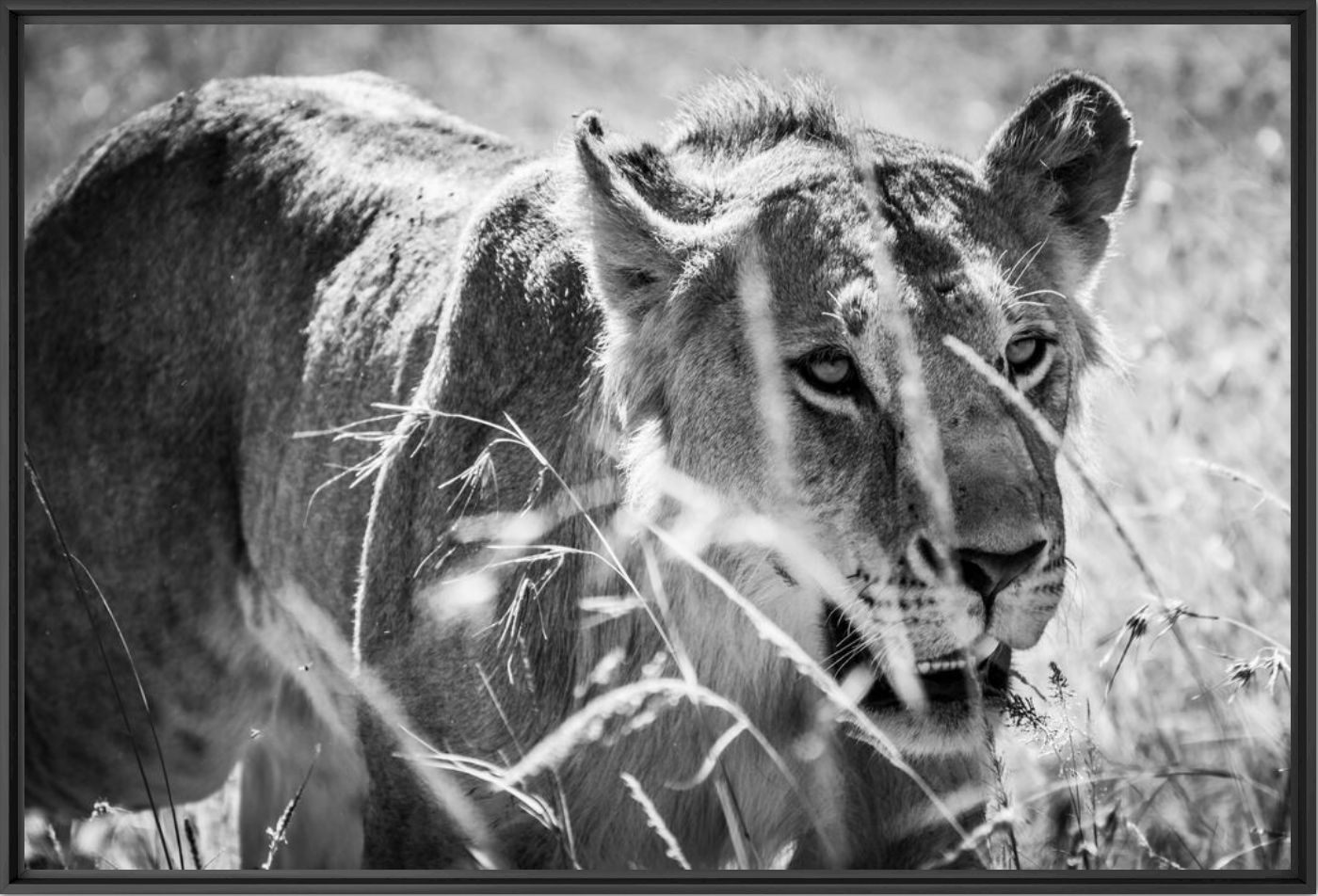 Photographie Hunting young lion - LAURENT BAHEUX - Tableau photo