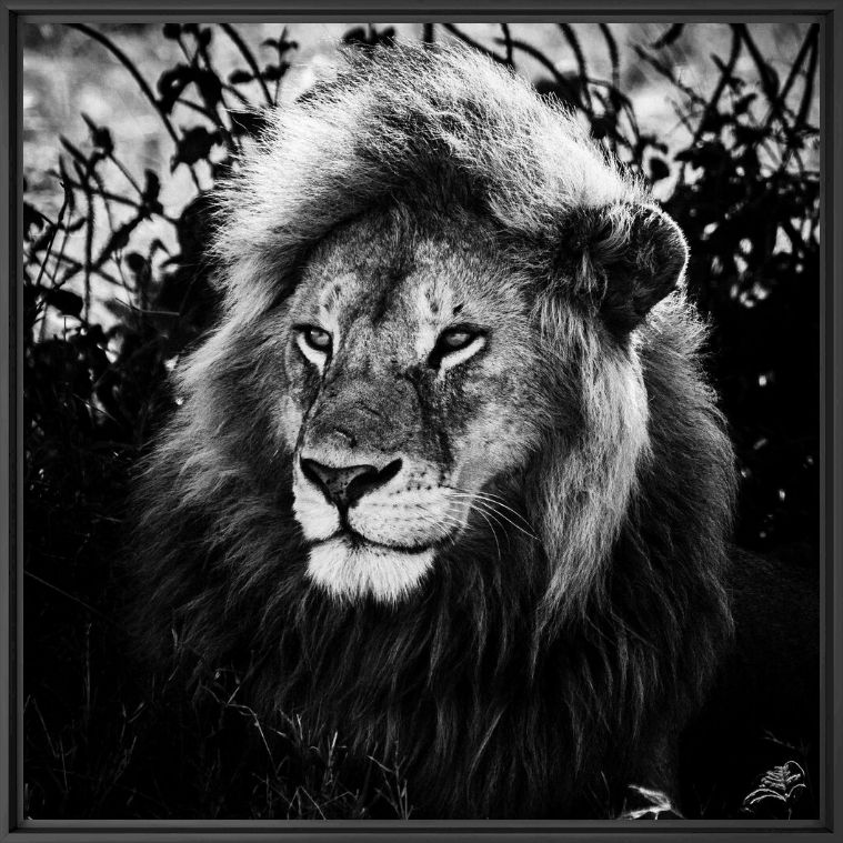 Fotografía LE ROI SAGE - LAURENT BAHEUX - Cuadro de pintura