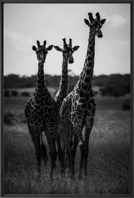 Kunstfoto LES TROIS CURIEUSES - LAURENT BAHEUX - Foto schilderij