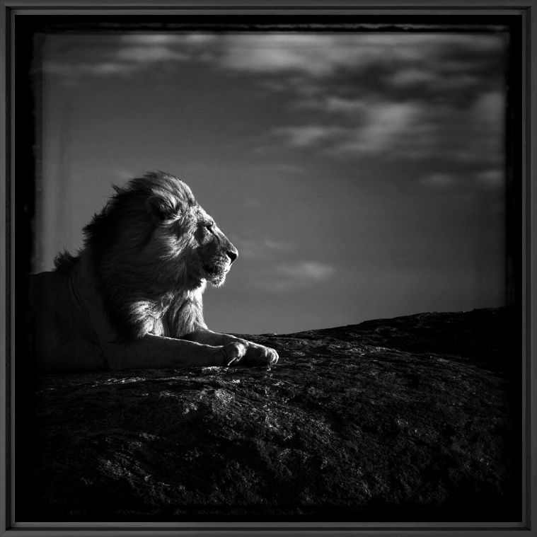 Fotografie Lion en son royaume - LAURENT BAHEUX - Bildermalerei