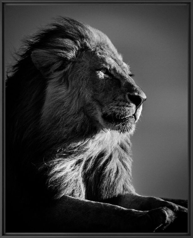 Kunstfoto LION IN COMPLIANCE 2 - LAURENT BAHEUX - Foto schilderij