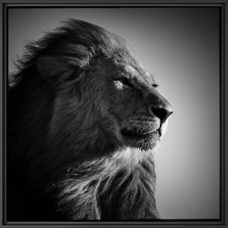 Photographie Lion in Compliance - LAURENT BAHEUX - Tableau photo