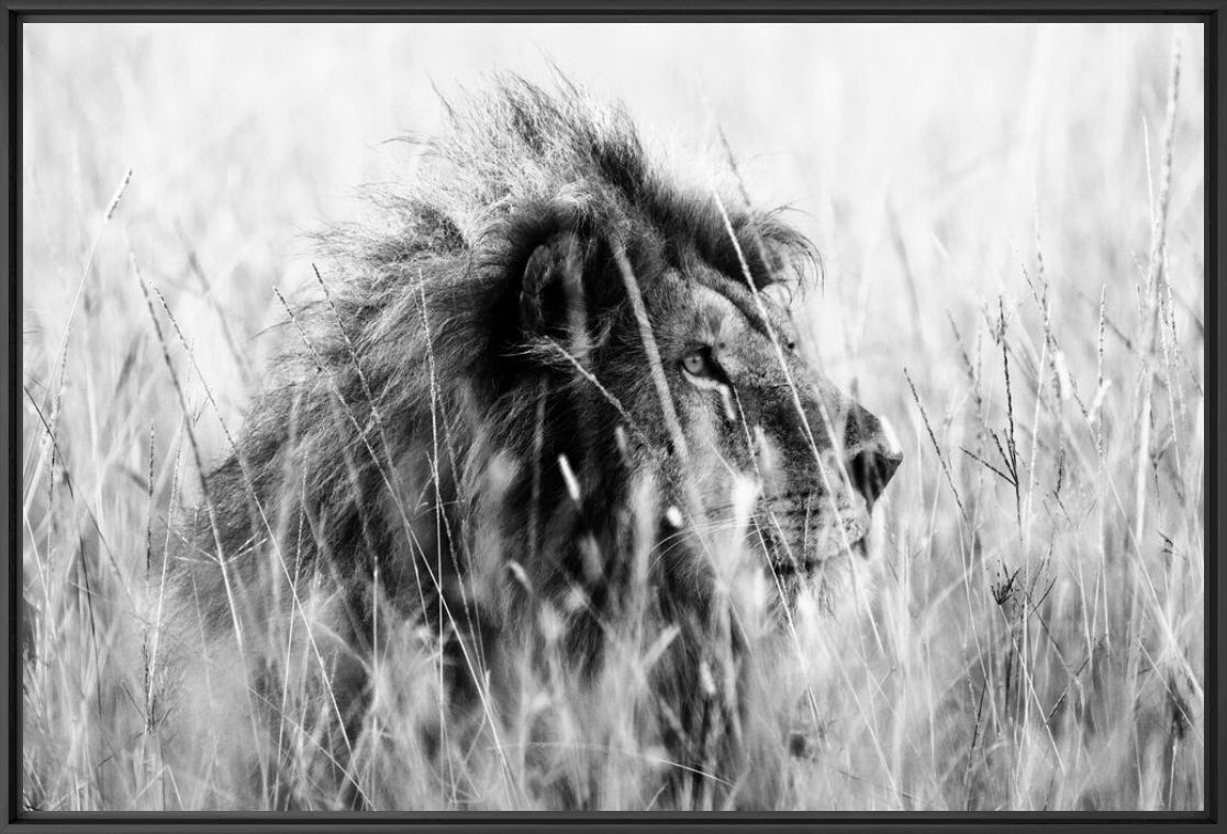 Kunstfoto Lion in the grass 3 - LAURENT BAHEUX - Foto schilderij