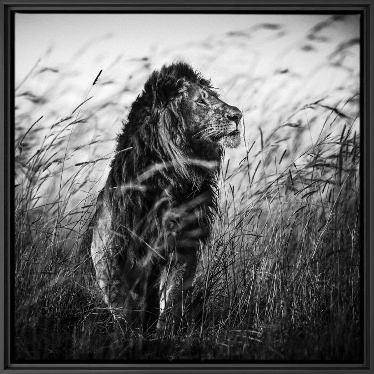 Fotografie Lion in the Grass I - LAURENT BAHEUX - Bildermalerei