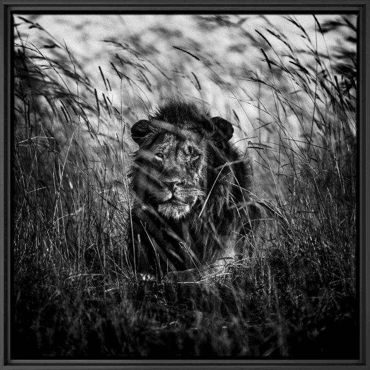 Photographie Lion in the Grass II - LAURENT BAHEUX - Tableau photo