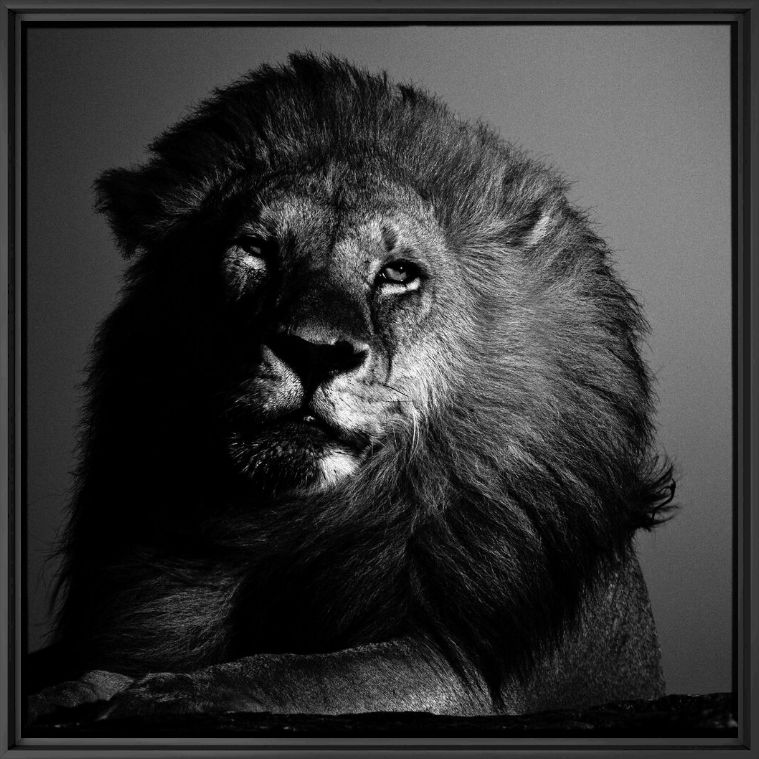 Fotografie Lion in the Twilight - LAURENT BAHEUX - Bildermalerei