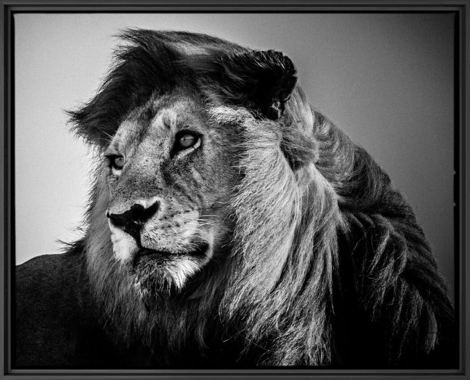 Kunstfoto Lion in the Wind 2 - LAURENT BAHEUX - Foto schilderij