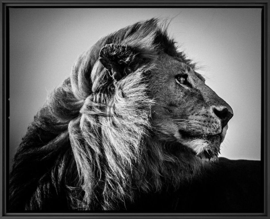 Kunstfoto Lion in the Wind 3 - LAURENT BAHEUX - Foto schilderij
