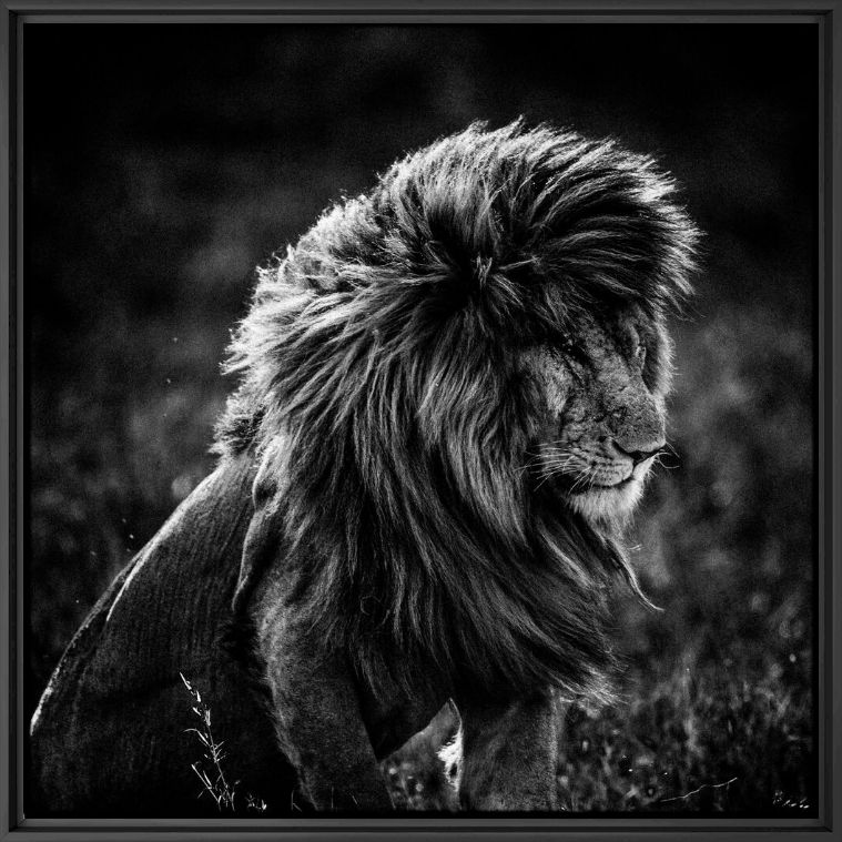 Fotografie Lion in the Wind 4 - LAURENT BAHEUX - Bildermalerei