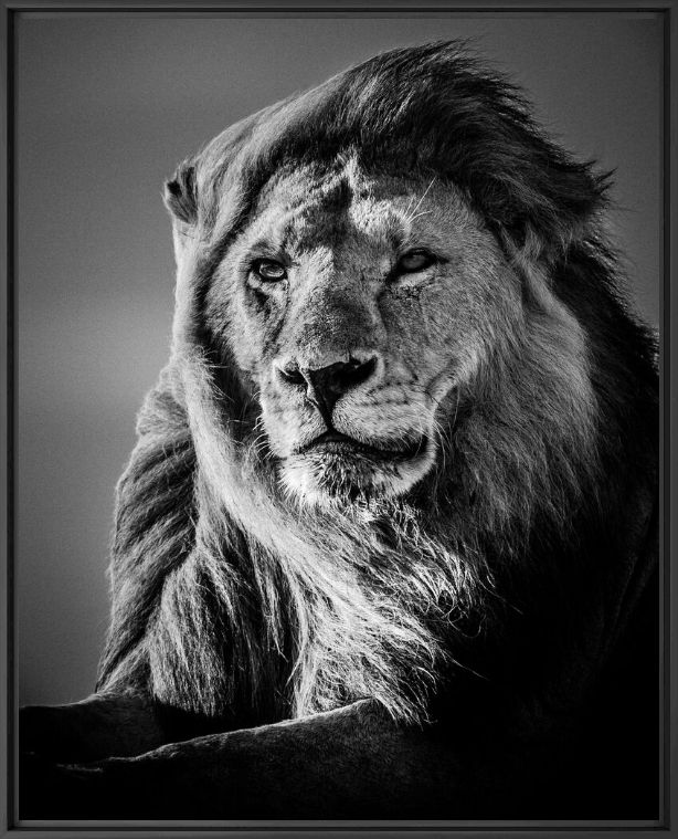 Kunstfoto Lion in the Wind V - LAURENT BAHEUX - Foto schilderij