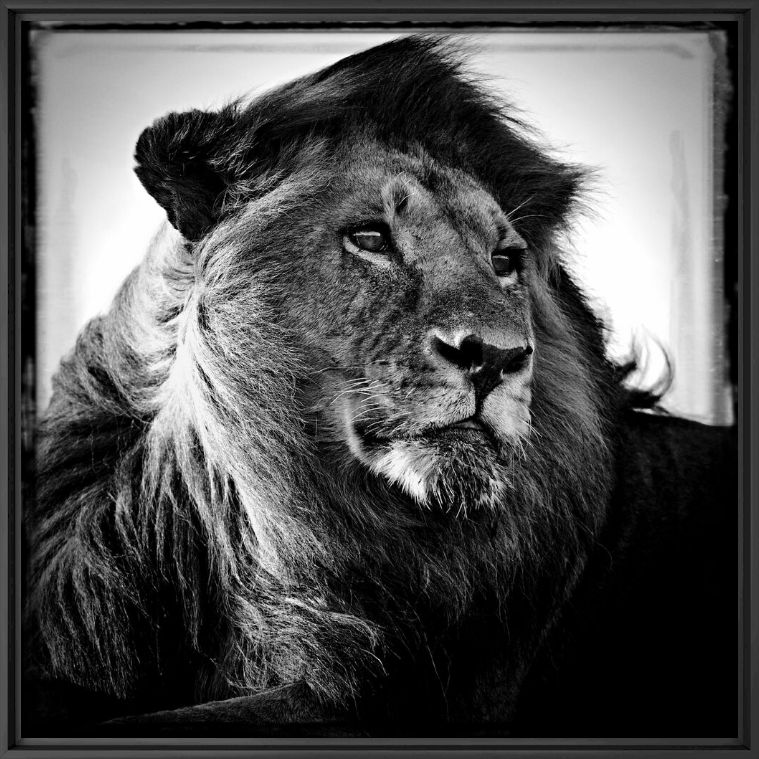 Kunstfoto Lion in the Wind - LAURENT BAHEUX - Foto schilderij