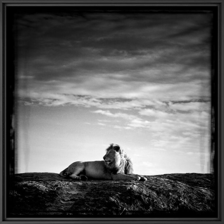 Kunstfoto Lion sur son rocher - LAURENT BAHEUX - Foto schilderij