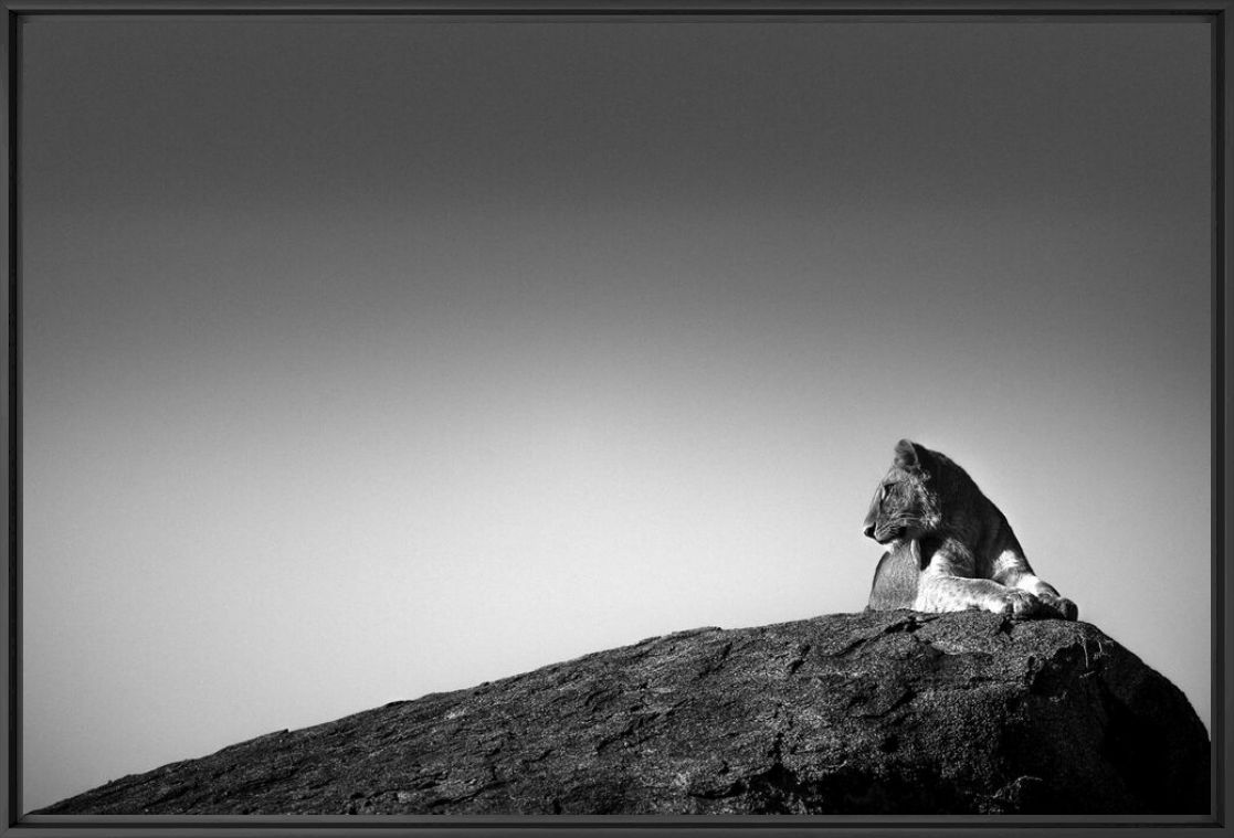 Photographie LION SUR UN ROCHER - LAURENT BAHEUX - Tableau photo