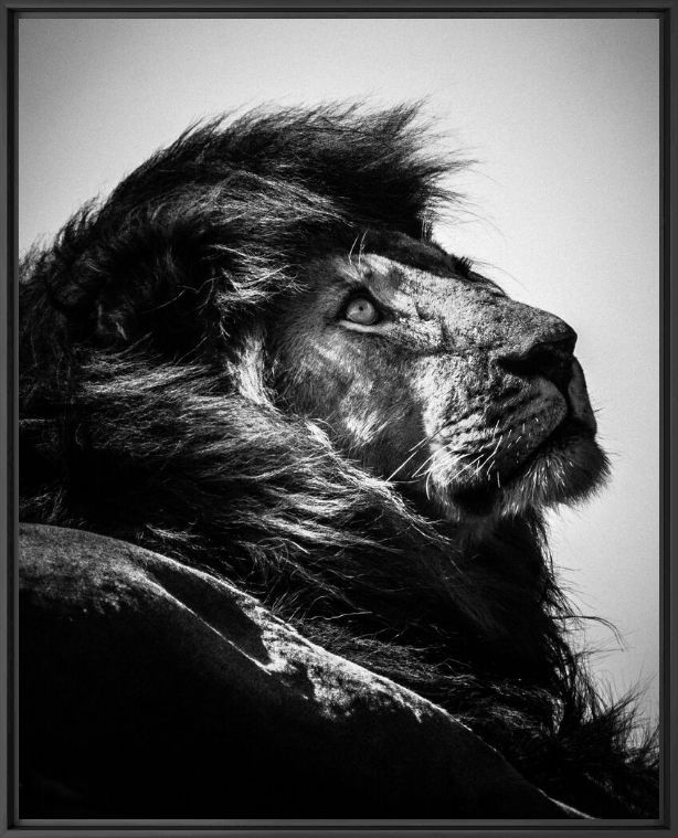 Kunstfoto LION WATCHING THE SKY - LAURENT BAHEUX - Foto schilderij