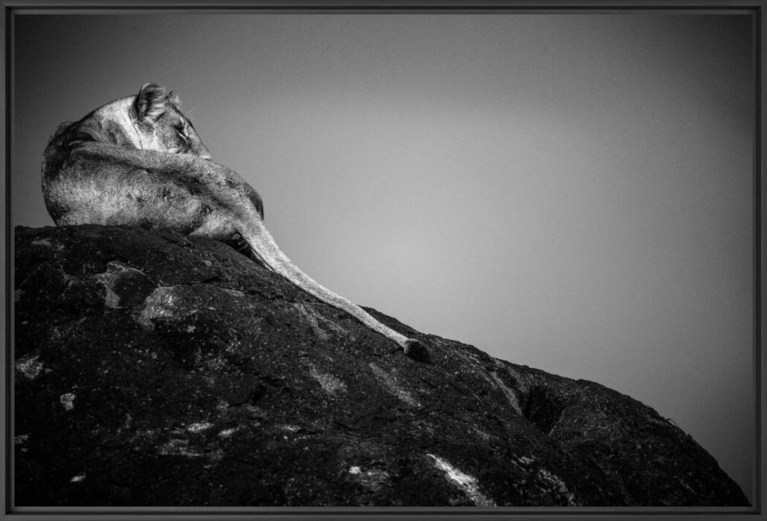 Fotografie LIONESS ON A ROCK, TANZANIA 2015 - LAURENT BAHEUX - Bildermalerei