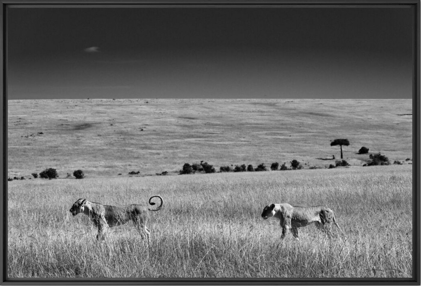 Fotografie Lions crossing the plain - LAURENT BAHEUX - Bildermalerei