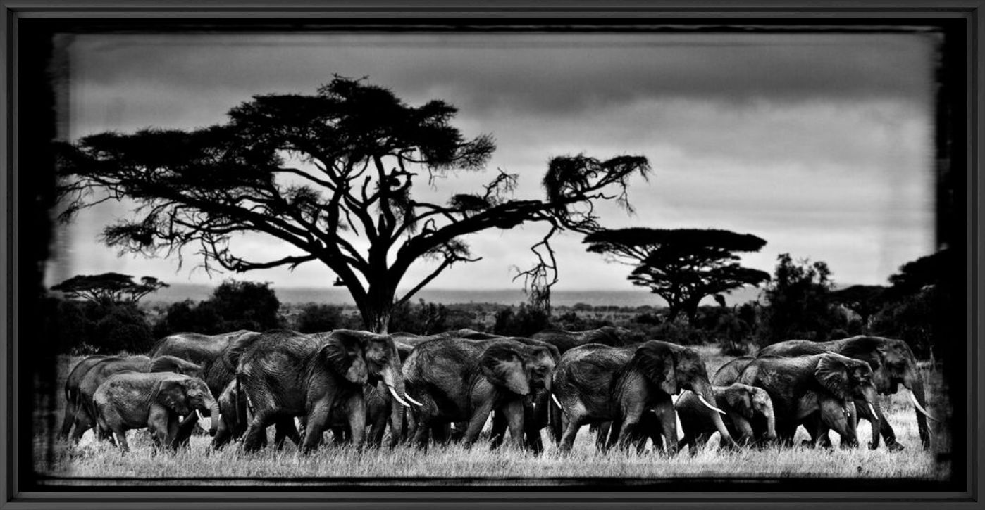 Photograph MARCHE DES ÉLÉPHANTS - LAURENT BAHEUX - Picture painting