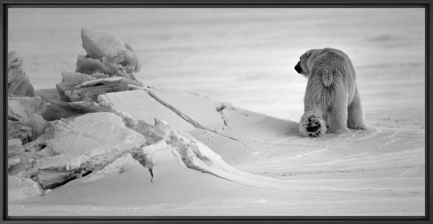 Photograph OURS BLANC EN SON ROYAUME I - LAURENT BAHEUX - Picture painting