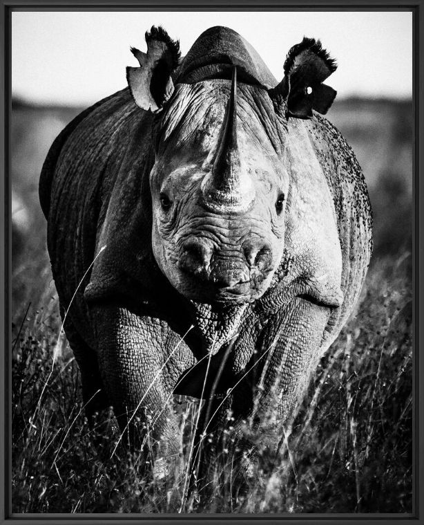 Photographie PREHISTO RHINO - LAURENT BAHEUX - Tableau photo