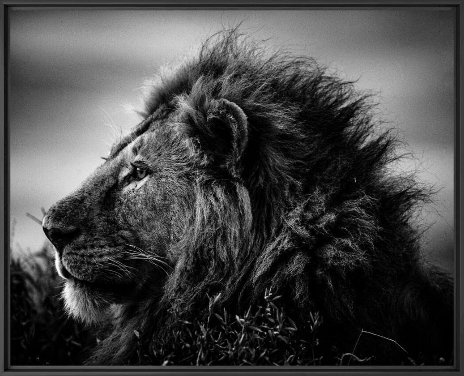 Fotografie STRONG AND SWEET LION, TANZANIA 2015 - LAURENT BAHEUX - Bildermalerei