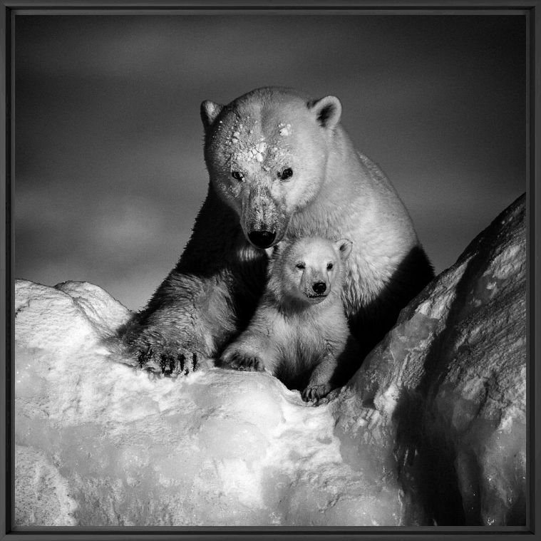 Fotografie STRONGER TOGETHER - LAURENT BAHEUX - Bildermalerei