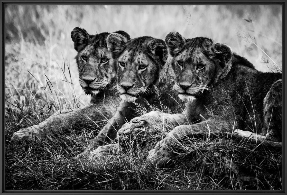 Fotografía THREE LION CUBS WATCHING THE PLAIN - LAURENT BAHEUX - Cuadro de pintura