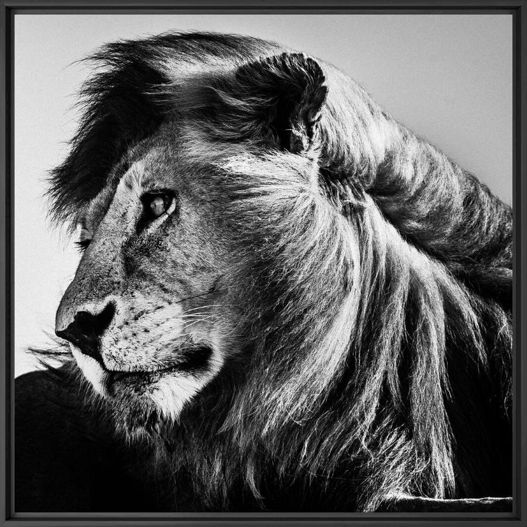 Fotografie WILD LION PORTRAIT 1 - LAURENT BAHEUX - Bildermalerei