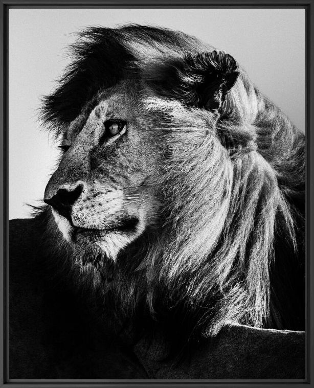Kunstfoto WILD LION PORTRAIT 2 - LAURENT BAHEUX - Foto schilderij