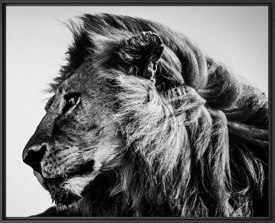 Fotografía WILD LION PROFILE - LAURENT BAHEUX - Cuadro de pintura