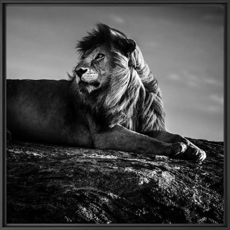 Photograph Wild star 1 - LAURENT BAHEUX - Picture painting