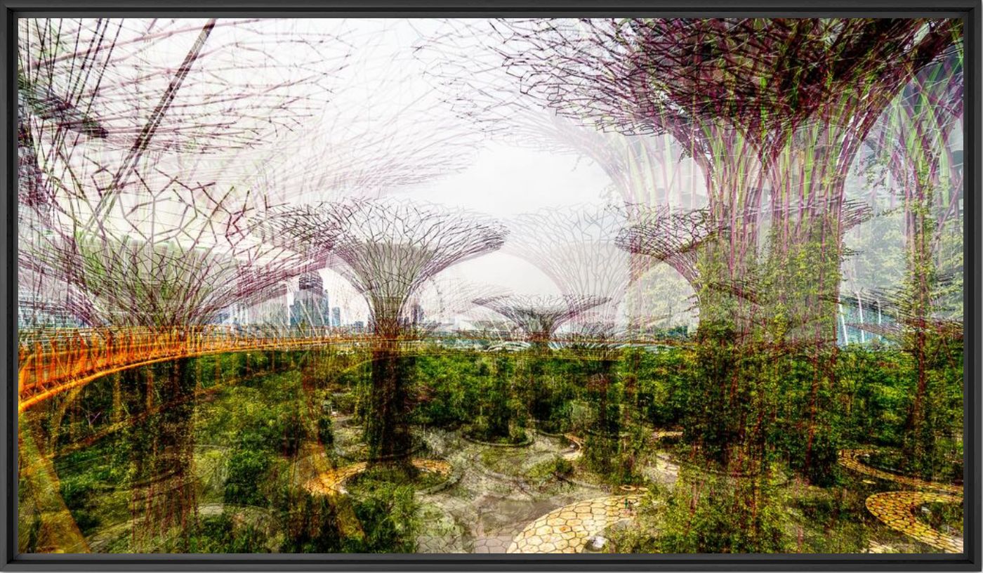 Photographie Supertree Walk - LAURENT DEQUICK - Tableau photo