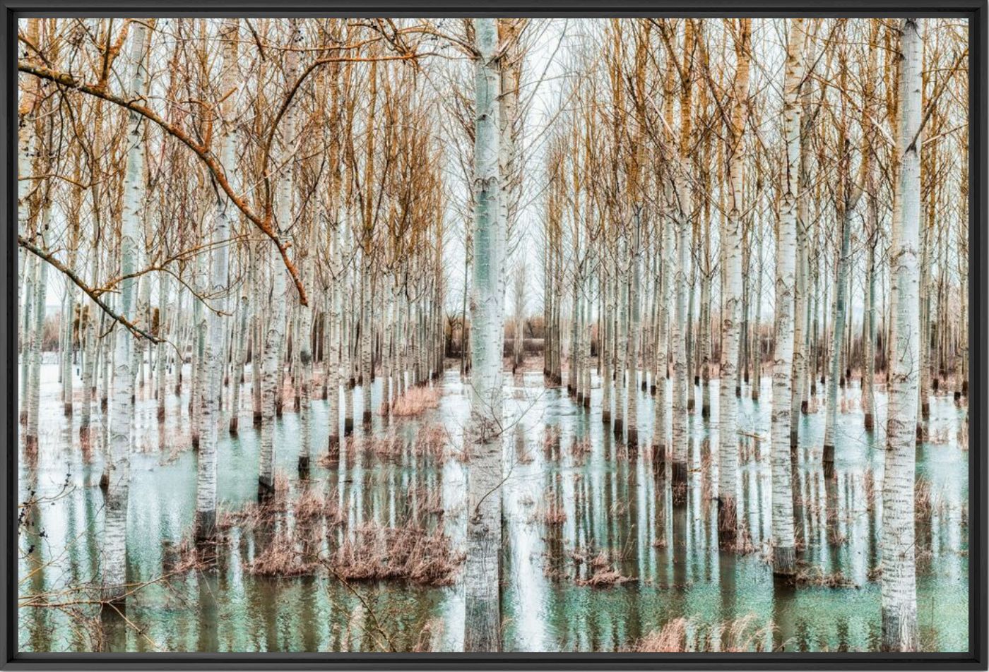 Photograph FORET ALLUVIALE -  LDKPHOTO - Picture painting