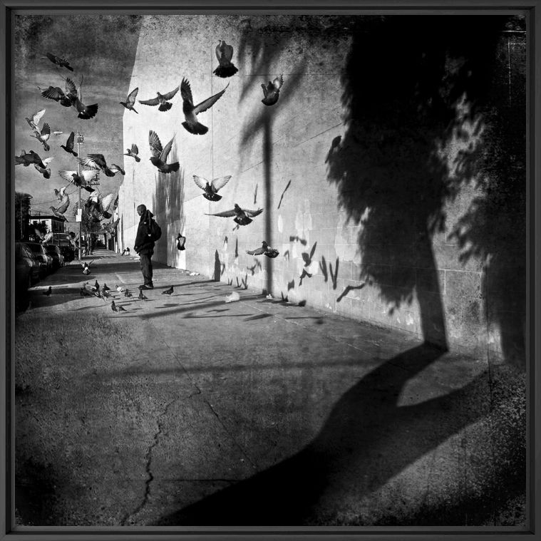 Photograph PIGEONS & SHADOWS - LEE JEFFRIES - Picture painting