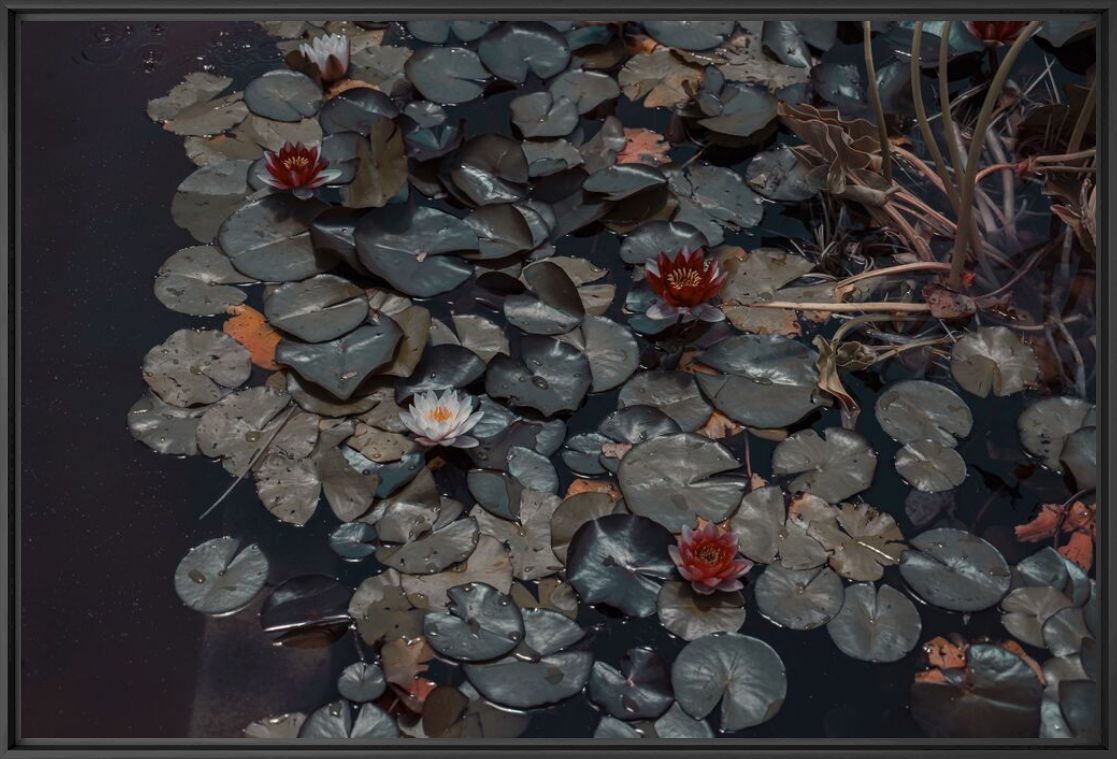 Kunstfoto The Pond  -  LIZUAIN - Foto schilderij