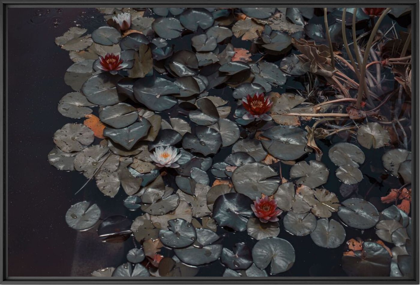 Photograph The Pond  -  LIZUAIN - Picture painting