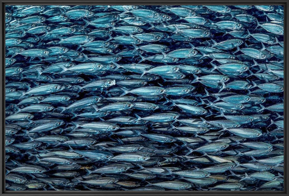 Fotografie Fish wall - LORENZO MITTIGA - Bildermalerei