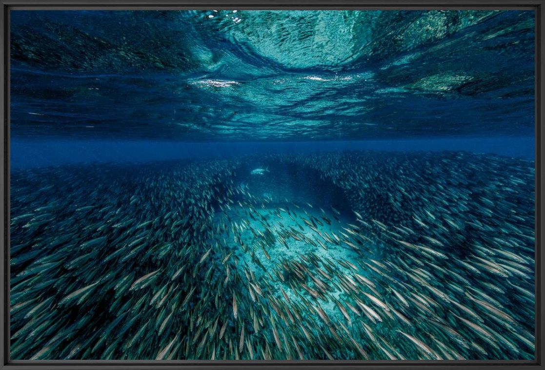 The Jack fish and the bait ball, Marine Animals, LORENZO MITTIGA