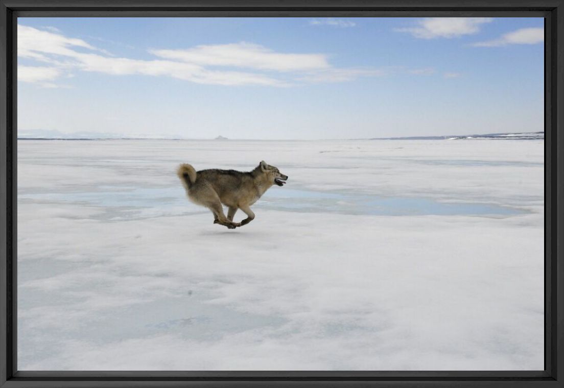 Photographie La chasse - Groenland - LUC HARDY - Tableau photo