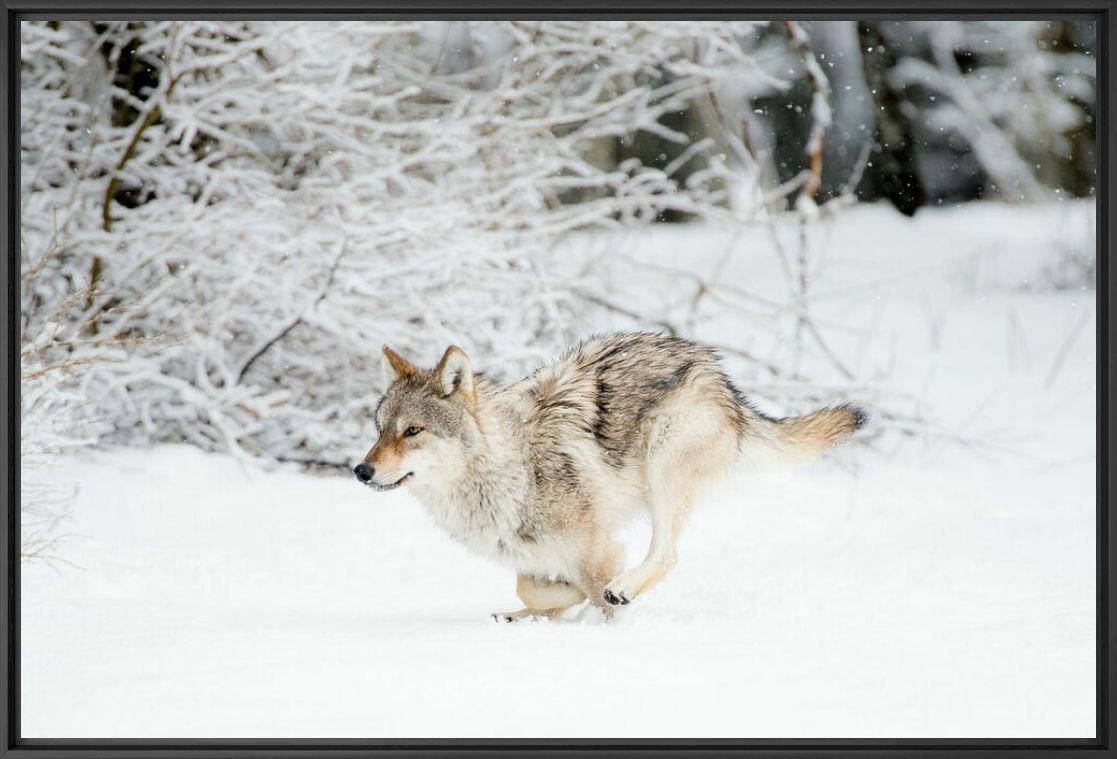 Fotografia La course du loup dans la neige - LUDOVIC SIGAUD - Pittura di immagini