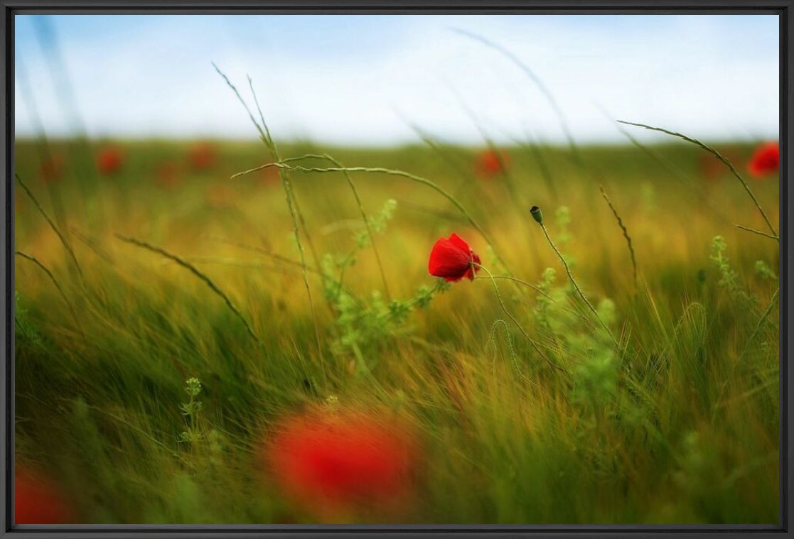 Photographie About the Color - LUIS MARIANO GONZALEZ - Tableau photo