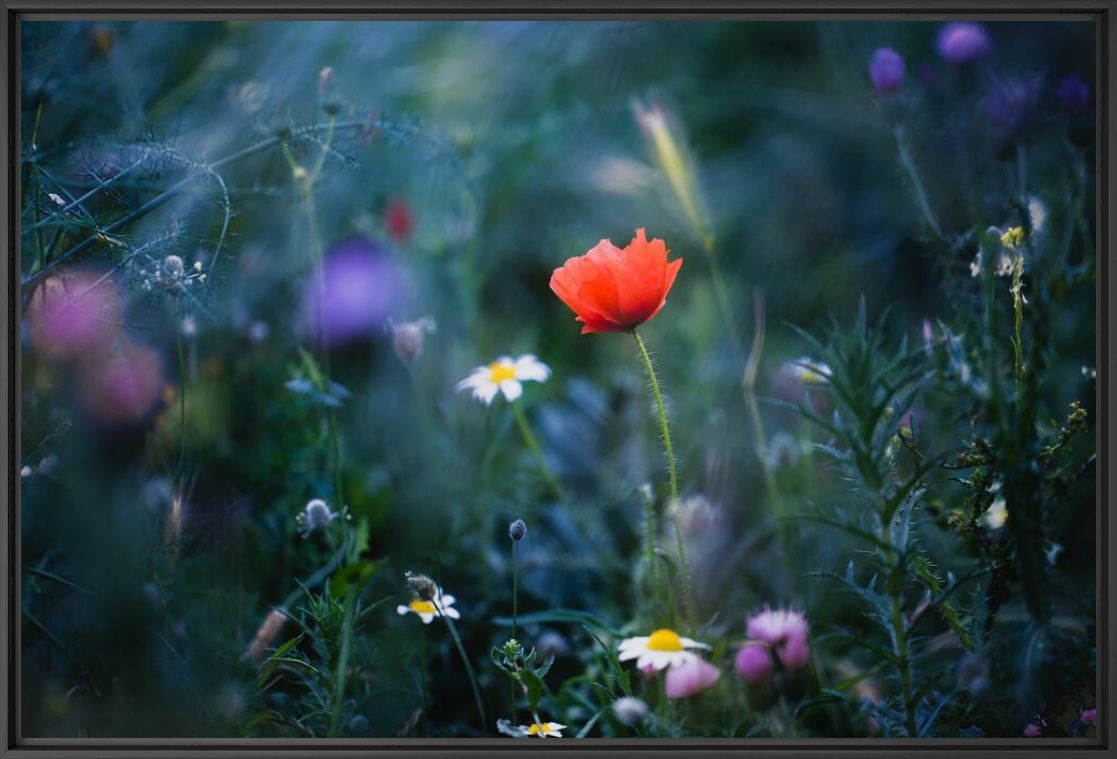 Kunstfoto One day Flower - LUIS MARIANO GONZALEZ - Foto schilderij