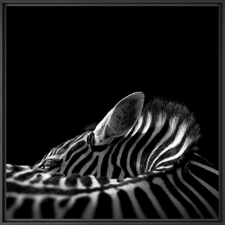 Fotografia The Chapman's Zebra - LUKAS HOLAS - Pittura di immagini