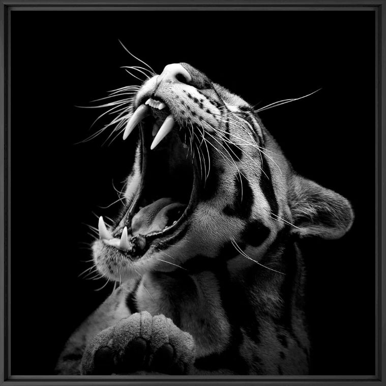 Kunstfoto The Clouded Leopard - LUKAS HOLAS - Foto schilderij