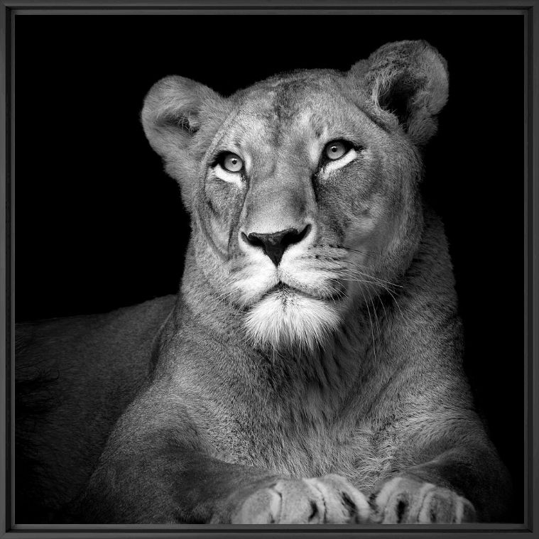 Photographie The Lioness - LUKAS HOLAS - Tableau photo