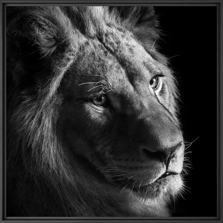 Kunstfoto YOUNG LION II - LUKAS HOLAS - Foto schilderij