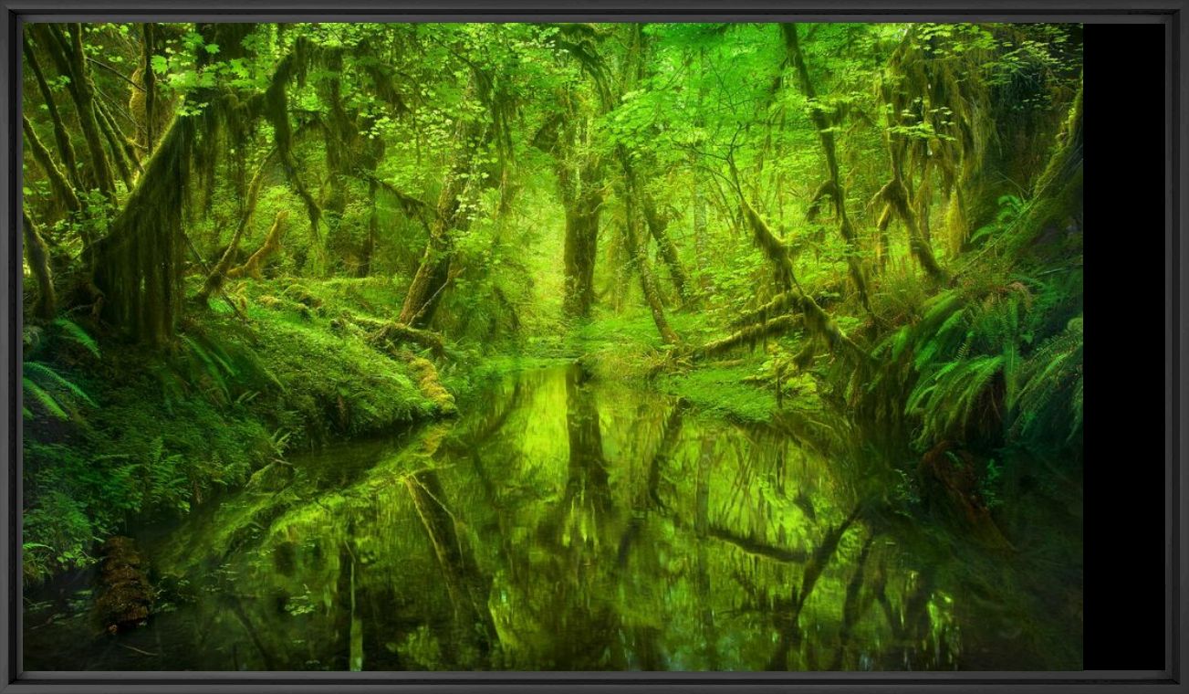 Kunstfoto Paradise Forest Queets Rainforest Washington - MARC ADAMUS - Foto schilderij