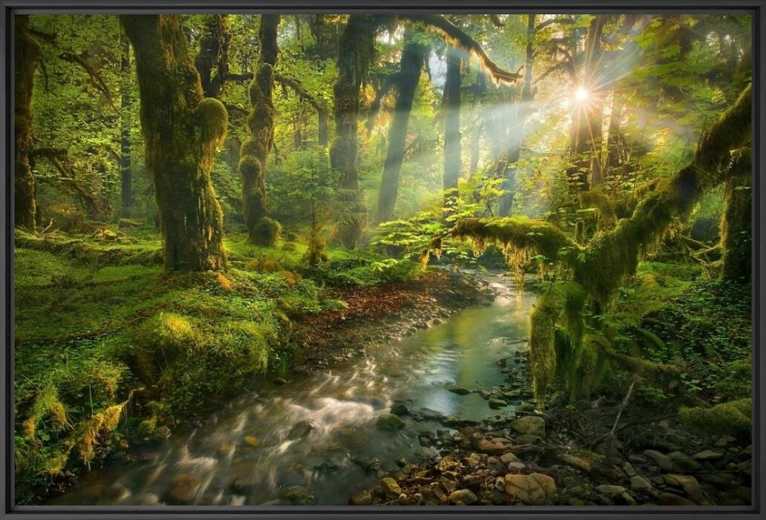 Photograph Spirit Garden Queets Rainforest Washington - MARC ADAMUS - Picture painting