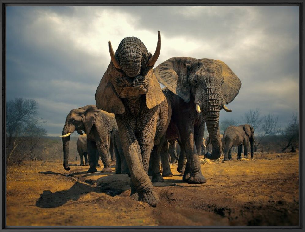 Kunstfoto The Elephant Herd - MARIE FRANKEL - Foto schilderij